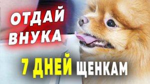 Щенкам шпица 7 дней - 1 неделя. Бабушкино счастье шпица Оливии. Подкармливаем щенка шпица