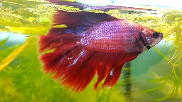 Выбираем имя для петушка. Импортный петушок и его потомство смотреть онлайн