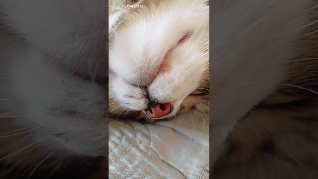 😇 когда спит смотреть онлайн