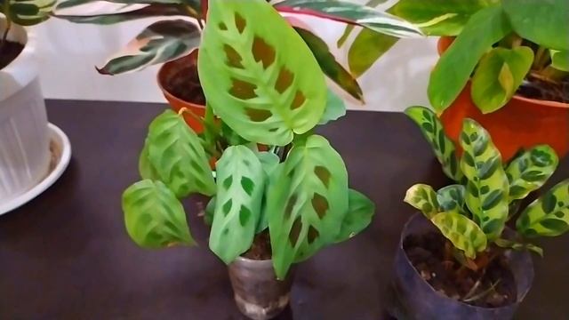 КОМНАТНЫЙ ЦВЕТНИК?КОМНАТНЫЕ ЦВЕТЫ??КАЛАТЕИ, СТРОМАНТЫ, МАРАНТА