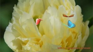 Пион травянистый Голд Майн (paeonia goldmine) ? Голд Майн обзор: как сажать, саженцы пиона Голд Май