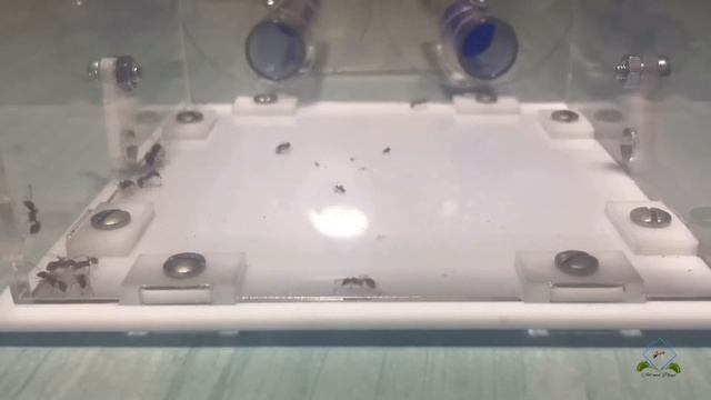 Myrmica rubra содержание ? смотреть онлайн