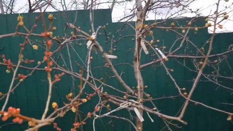 ОБРАБОТКА САДА ВЕСНОЙ. ТопСад