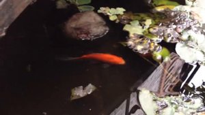 IMG Наши красные китайские караси