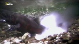 Дикие животные Японии (ч.4)