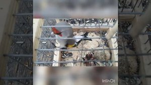 Ловля щегла. Седоголовый. Молодой самец.