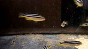 Мальки меланохромис золотой ауратус