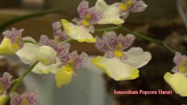 Ionocidium Popcorn Haruri смотреть онлайн