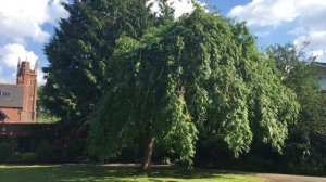 Weeping Ash (Fraxinus excelsior 'Pendula') - tree - June 2018