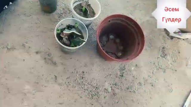Сансевиерия гүлінің көшетін отырғызу //// смотреть онлайн