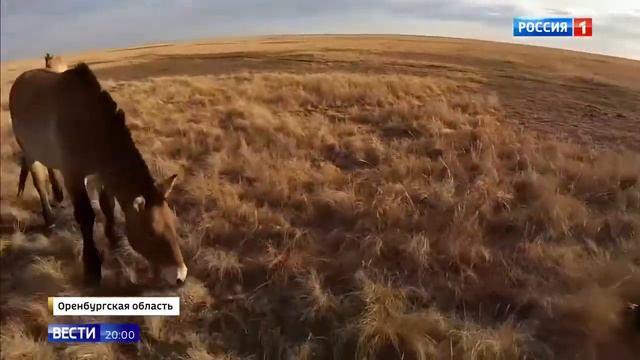 Лошадей Прежевальского завозят в Оренбурскую область из разных частей света смотреть онлайн