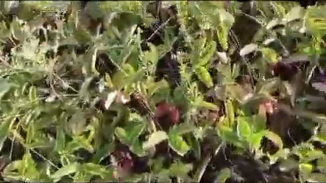 второй поход смотреть онлайн