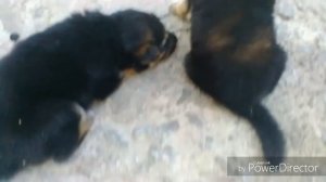 Как сделать самодельные угли для кальяна в домашних условиях