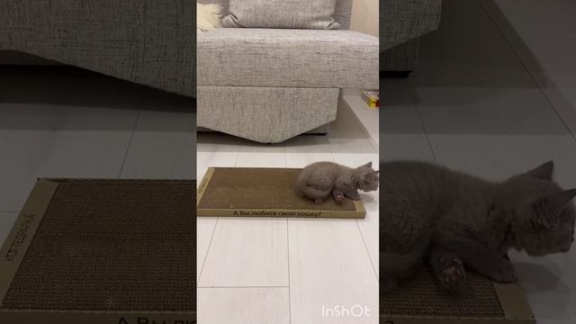 Чудо-приобретение!?
