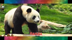 Детская развивашка Животные Мира