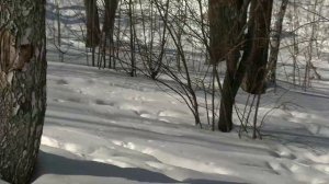 Чехословацкая волчья собака