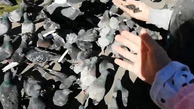 Как мы ходили кормить голубей. смотреть онлайн