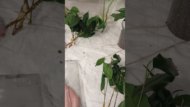 Размножение фикуса. 29.01.2024 смотреть онлайн