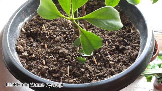 ЗИЯНКЕСТЕР ден қалай құтыламыз?🦟#гүлдерге қандай зияны тиеді смотреть онлайн