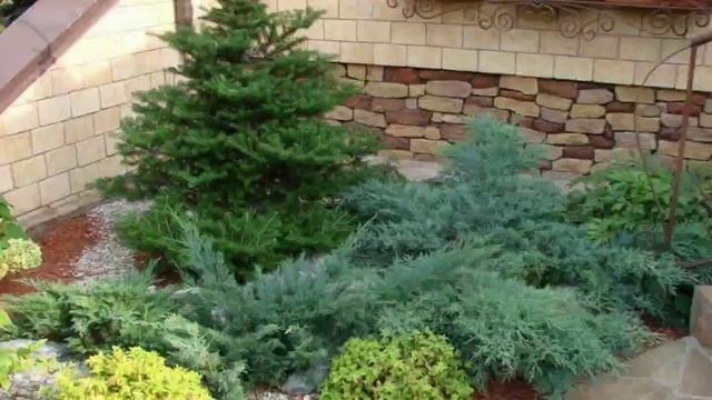 13 самых неприхотливых хвойных для дачных участков детальна інформація в описах. смотреть онлайн