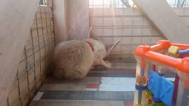 Весёлая четверка на выгуле (рысь, лиса обычная, лиса фенек, обезьяна) смотреть онлайн