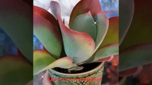 Каланхоэ тирсифлора, уход и содержание.