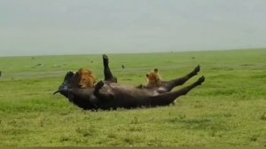 Лев помог трусливой львице одолеть буйвола