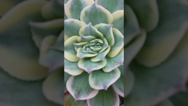 Crested Aeonium Sunburst #Shorts