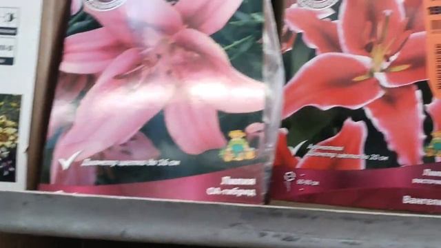 Магазин Оби. Лилии, пионы, гортензии, георгины, гладиолусы и еще розы. Январь 2022 смотреть онлайн