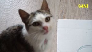 Спасение котика с раной на шее / SANI vlog