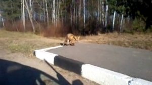 бешеная лиса))))))