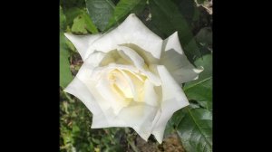 РОЗЫ БЕЛЫЕ КРЕМОВЫЕ СЛИВОЧНЫЕ обзор 9 сортов
