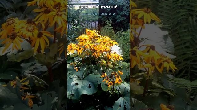 Бузульник зубчатый в моем саду 26.08.2021. Ligularia dentata in my garden Aygust 14 ,2021. #shorts,