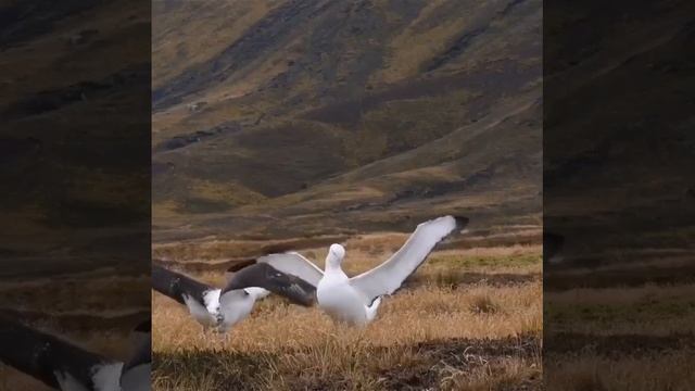 Странствующий альбатрос обладает самым завидным среди современных птиц размахом крыльев.
