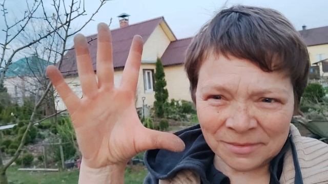 Размножаю лаванду корневищем. Пересадка хвойных. Ура! У меня новая арка в парке. смотреть онлайн