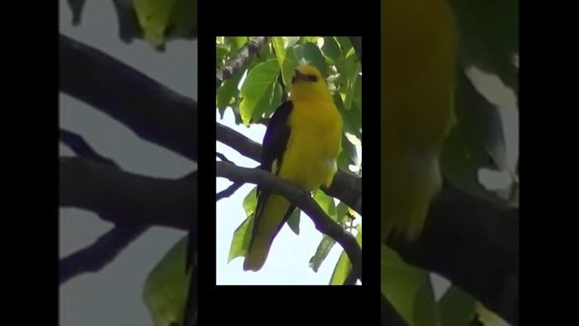 Звук природы. Пение птицы Масковый Цветной Трупиал