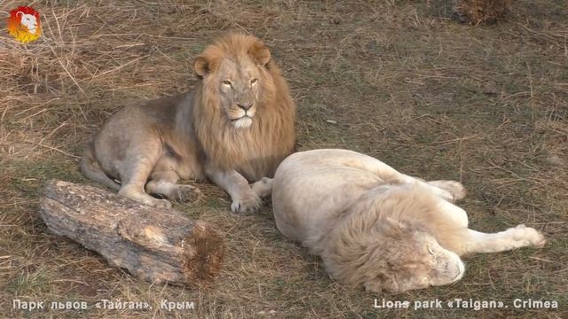 У львов смена караула :) Тайган. Lion's life. Taigan. смотреть онлайн