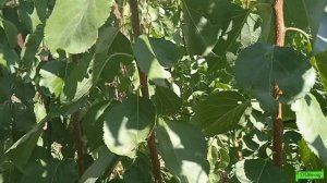 абрикос формировка UFO Астрахань 2021г