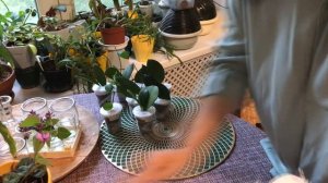 РАСПАКОВКА ПОСЫЛКИ С САЖЕНЦАМИ ХОЙИ!