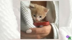 Бездомный котенок остался один на улице во время карантина