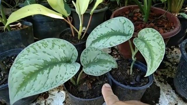 พลูหัวใจแนบอุราด่างไม้มงคลไม้ประดับสวยงามไม้ฟอกอากาศเป็นของฝากและของที่ระลึก смотреть онлайн