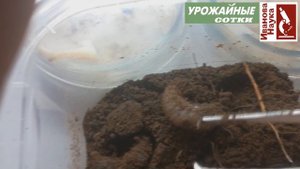 Эффективная защита сада и огорода от почвенных вредителей. Проверяем эффективность метаризиума.