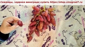 31 октября и виноград Дубовский розовый на пасынках, вкус хороший, при обрезке куста пошел на ура.