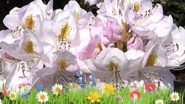 Рододендрон гибридный Гомер Ватерер ? Обзор: посадка и уход. крупномеры: описание и особенности смотреть онлайн