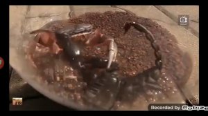 скорпион в деле! скорпион против тарантула, краба, богомола, сверчка, сольпуги, шершня, и даже ежа.