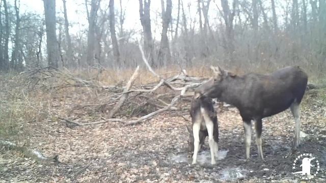 Осенний водопой