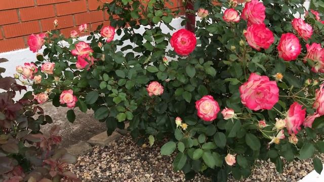 Роза Jubile du Prince de Monaco (Юбилей Санкт Петербурга). Осень. смотреть онлайн