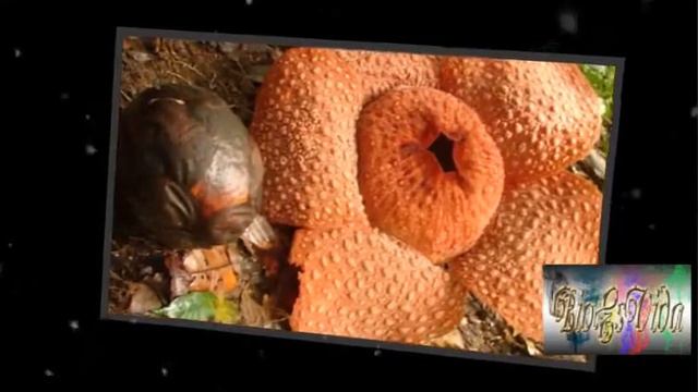 BioEsVida (Silvia Raquel Franco Gímenez) смотреть онлайн