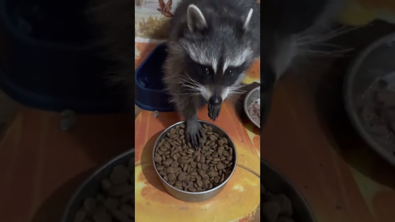 Енот Шурик бежит домой из вольера где был НАКАЗАН!