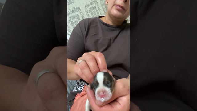 Человек самое жестокое существо… смотреть онлайн